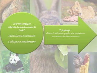 ¡TÚ YA SABES!
¿Qué están haciendo los animales del
fondo?
¿Qué les ocurriría si no lo hicieran?
¿Sabes que es un animal carnívoro?
Te propongo…
Observa tu dieta diaria y explica a tus compañeros si
eres carnívoro, herbívoro u omnívoro
 