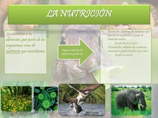 La nutrición es la
obtención, por parte de los
organismos vivos de
nutrientes que necesitamos
LA NUTRICIÓN
Según su nutrición los
organismospueden ser:
• Autótrofos: elaboran las sustancias que
necesita su organismo a partir de
elementos inertes.
– Ejemplo: plantas y bacterias
• Heterótrofos: obtienen las sustancias
necesarias a partir de otros seres vivos.
– Ejemplo: los animales
 