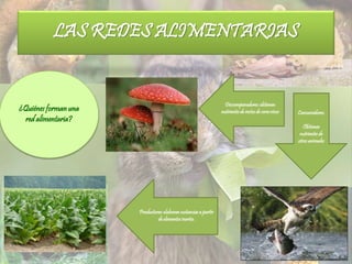 LAS REDES ALIMENTARIAS
¿Quiénes forman una
red alimentaria?
Productores:elaboransustanciasa partir
de elementosinertes.
Consumidores:
Obtienen
nutrientesde
otros animales
Descomponedores:obtienen
nutrientesde restosde seresvivos
 