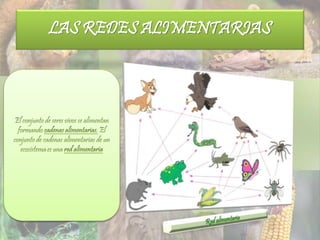 LAS REDES ALIMENTARIAS
 