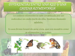 DIFERENCIAS ENTRE UNA RED Y UNA
CADENA ALIMENTARIA
La cadena alimentaria está constituida por un
individuo en cada parte de ella, también llamado
eslabón.
Es una forma lineal de seres vivos, que nos muestra como
se alimentan y su orden.
 