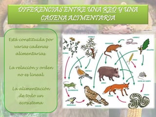 Está constituida por
varias cadenas
alimentarias.
La relación y orden
no es lineal.
La alimentación
de todo un
ecosistema
DIFERENCIAS ENTRE UNA RED Y UNA
CADENA ALIMENTARIA
 