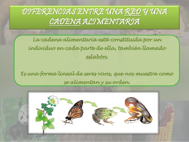 La nutriciã“n de los seres vivos (grupal)