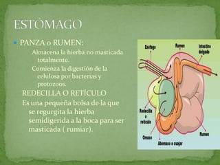  PANZA o RUMEN:
    Almacena la hierba no masticada
      totalmente.
    Comienza la digestión de la
      celulosa por bacterias y
      protozoos.
  REDECILLA O RETÍCULO
  Es una pequeña bolsa de la que
    se regurgita la hierba
    semidigerida a la boca para ser
    masticada ( rumiar).
 