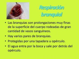 Respiración
branquial
• Las branquias son prolongaciones muy finas
de la superficie del cuerpo rodeadas de gran
cantidad de vasos sanguíneos.
• Hay varios pares de branquias.
• Protegidas por una tapadera u opérculo.
• El agua entra por la boca y sale por detrás del
opérculo.
 