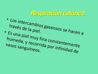 Respiracióncutánea
 