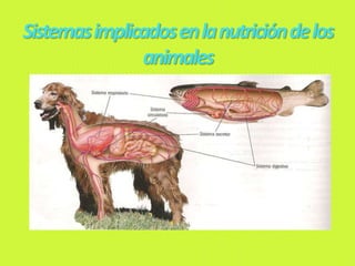 Sistemasimplicadosenlanutricióndelos
animales
 