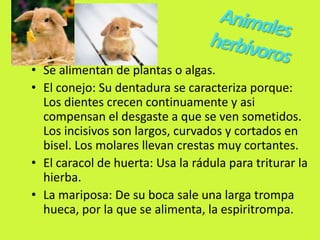 • Se alimentan de plantas o algas.
• El conejo: Su dentadura se caracteriza porque:
Los dientes crecen continuamente y asi
compensan el desgaste a que se ven sometidos.
Los incisivos son largos, curvados y cortados en
bisel. Los molares llevan crestas muy cortantes.
• El caracol de huerta: Usa la rádula para triturar la
hierba.
• La mariposa: De su boca sale una larga trompa
hueca, por la que se alimenta, la espiritrompa.
 