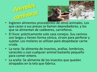 • Ingieren alimentos procedentes de otros animales. Los
que cazan a sus presas se llaman depredadores, y los
que se alimentan de cadáveres, carroñeros.
• El lince: prácticamente solo caza conejos. Sus caninos
son largos y tienen forma cónica, sirven para perforar y
sujetar. Los molares se utilizan para despedazar carne
cruda.
• La rana: Se alimenta de insectos, arañas, lombrices,
caracoles y casi cualquier animal bastante pequeño
para comer entero.
• La araña: Se alimenta de los insectos que quedan
atrapados en la tela que fabrica.
 