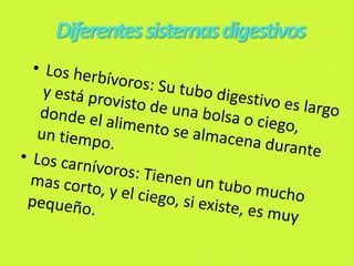 Diferentessistemasdigestivos
 
