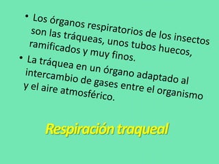 Respiracióntraqueal
 