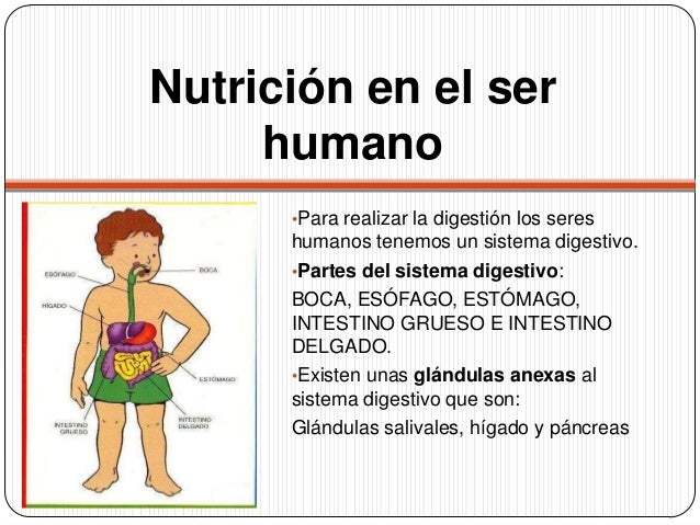 LA NUTICIÓN EN EL SER HUMANO La-nutricin-en-los-seres-vivos-8-638