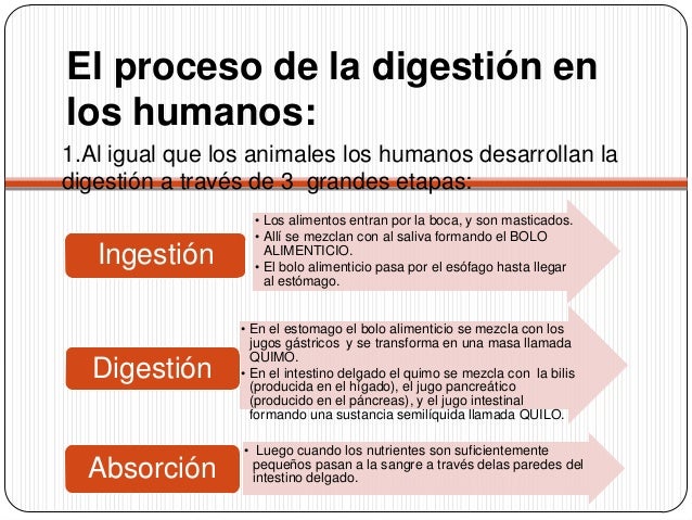Etapas de la nutricion