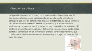 Digestión en la boca
La digestión empieza en la boca con la masticación y la ensalivación. Al
tiempo que el alimento se va troceando, se mezcla con la saliva hasta
conseguir que esté en condiciones de pasar al estómago. La saliva contiene
una enzima llamada amilasa salivar –o ptialina–, que actúa sobre los
almidones y comienza a transformarlos en monosacáridos. La saliva también
contiene un agente antimicrobiano –la lisozima–, que destruye parte de las
bacterias contenidas en los alimentos y grandes cantidades de moco, que
convierten al alimento en una masa moldeable y protegen las paredes del
tubo digestivo.
 