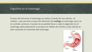 Digestión en el estómago
El paso del alimento al estómago se realiza a través de una válvula –el
cardias–, que permite el paso del alimento del esófago al estómago, pero no
en sentido contrario. Cuando no es posible llevar a cabo la digestión en el
estómago adecuadamente se produce el reflejo del vómito y esta válvula se
abre vaciando el contenido del estómago.
 