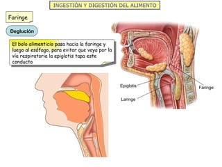 La nutrición humana i aparatos digestivo y respiratorio 2012