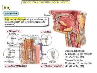 La nutrición humana i aparatos digestivo y respiratorio 2012
