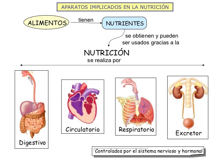 Resultado de imagen de LA NUTRICIÓN HUMANA