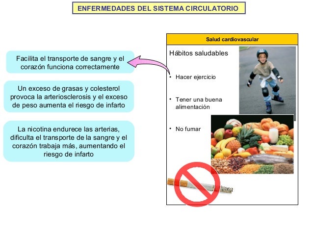 La segunda dimensión del pecho es pequeño