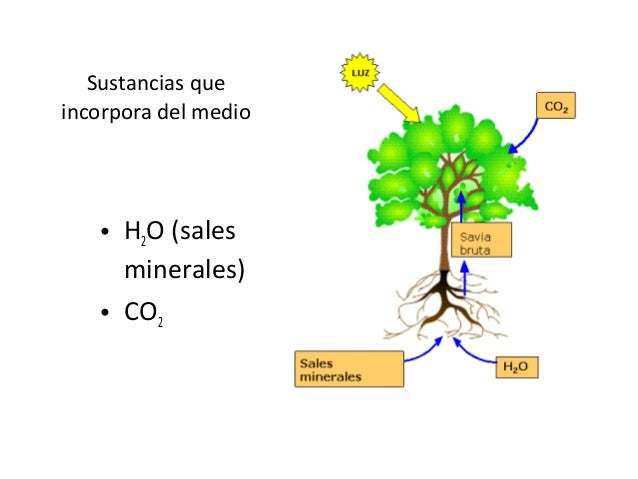 Nutrición Autótrofaphpapp02