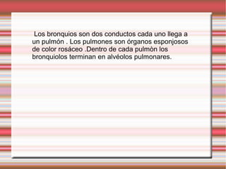 Los bronquios son dos conductos cada uno llega a
un pulmón . Los pulmones son órganos esponjosos
de color rosáceo .Dentro de cada pulmòn los
bronquiolos terminan en alvéolos pulmonares.

 