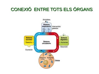 CONEXIÓ ENTRE TOTS ELS ÓRGANSCONEXIÓ ENTRE TOTS ELS ÓRGANS
 
