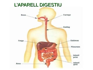 L'APARELL DIGESTIUL'APARELL DIGESTIU
 