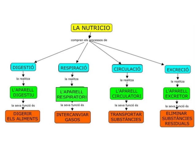 Resultat d'imatges de parts de l'aparell digestiu