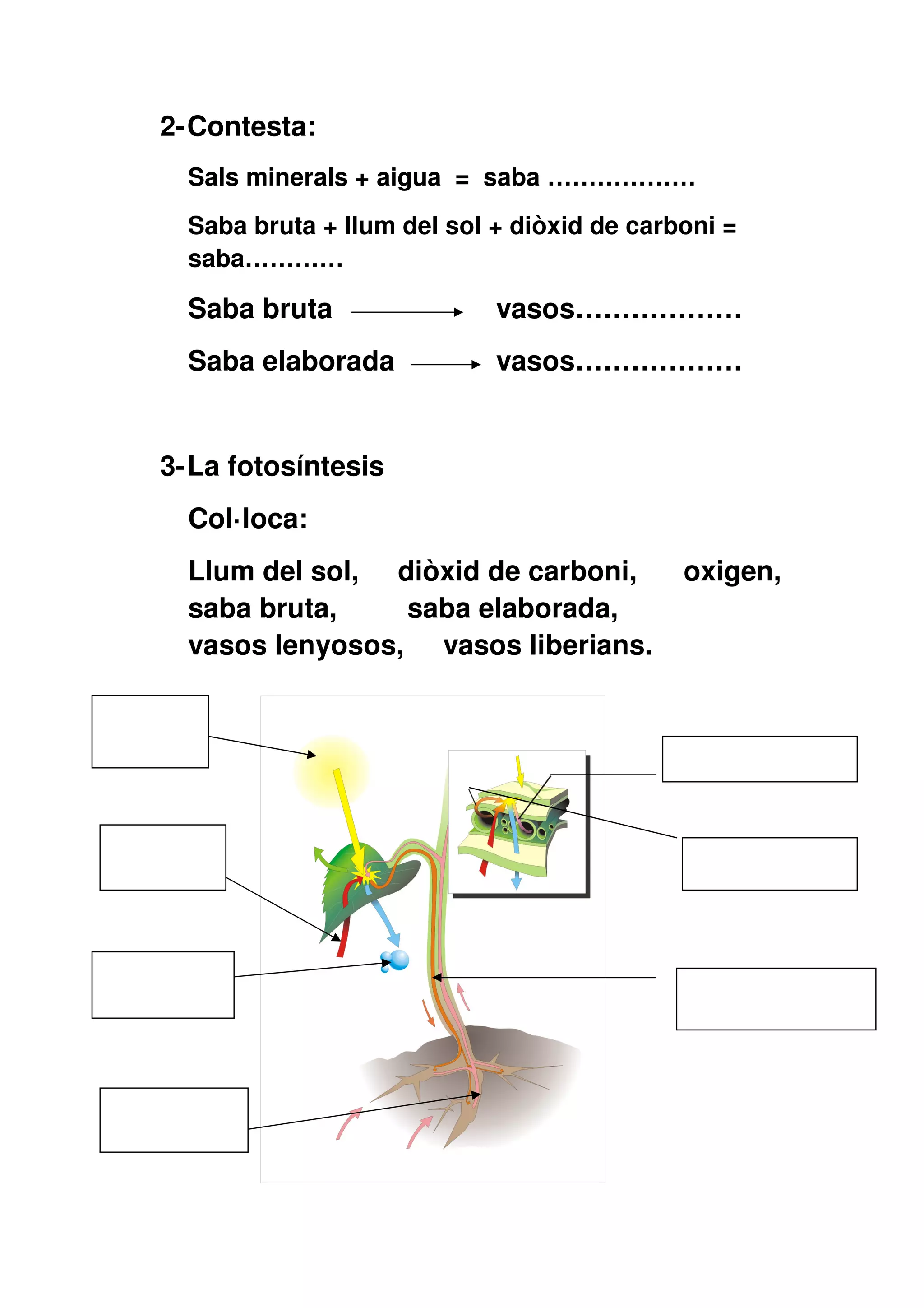 2- Contesta:
  Sals minerals + aigua = saba ………………
  Saba bruta + llum del sol + diòxid de carboni =
  saba…………

  Saba bruta                vasos………………
  Saba elaborada            vasos………………


3- La fotosíntesis
  Col·loca:
  Llum del sol, diòxid de carboni,          oxigen,
  saba bruta,    saba elaborada,
  vasos lenyosos, vasos liberians.
 