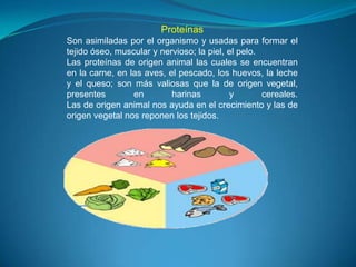 ProteínasSon asimiladas por el organismo y usadas para formar el tejido óseo, muscular y nervioso; la piel, el pelo.Las proteínas de origen animal las cuales se encuentran en la carne, en las aves, el pescado, los huevos, la leche y el queso; son más valiosas que la de origen vegetal, presentes en harinas y cereales.Las de origen animal nos ayuda en el crecimiento y las de origen vegetal nos reponen los tejidos.