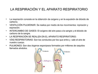 LA RESPIRACIÓN Y EL APARATO RESPIRATORIO
•
•
•
•
•
•

La respiración consiste en la obtención de oxígeno y en la expulsión de dióxido de
carbono.
VENTILCIÓN PULMONAR: Se realiza por medio de los movimientos: inpiración y
espiración.
INTERCAMBIO DE GASES: El oxígeno del aire pasa a la sangre y el dióxido de
carbono de la sangre.
LA RESPIRACIÓN SE REALIZA EN EL APARATO RESPIRATORIO:
VÍAS RESPIRATORIAS: Son los conductos por los que entra y sale el aire de
nuestro cuerpo.
PULMONES: Son dos órganos esponjosos formados por millones de saquitos
llamados alvéolos.

 