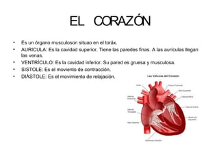 EL CORAZÓN
•
•
•
•
•

Es un órgano musculoson situao en el toráx.
AURICULA: Es la cavidad superior. Tiene las paredes finas. A las aurículas llegan
las venas.
VENTRÍCULO: Es la cavidad inferior. Su pared es gruesa y musculosa.
SISTOLE: Es el moviento de contracción.
DIÁSTOLE: Es el movimiento de relajación.

 