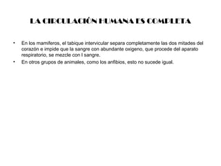 LA CIRCULACIÓN HUMANA ES COMPLETA
•

•

En los mamiferos, el tabique intervicular separa completamente las dos mitades del
corazón e impide que la sangre con abundante oxigeno, que procede del aparato
respiratorio, se mezcle con l sangre.
En otros grupos de animales, como los anfibios, esto no sucede igual.

 
