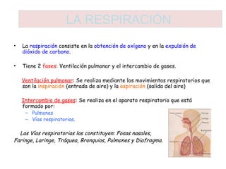 LA RESPIRACIÓN 
• La respiración consiste en la obtención de oxígeno y en la expulsión de 
dióxido de carbono. 
• Tiene 2 fases: Ventilación pulmonar y el intercambio de gases. 
Ventilación pulmonar: Se realiza mediante los movimientos respiratorios que 
son la inspiración (entrada de aire) y la espiración (salida del aire) 
Intercambio de gases: Se realiza en el aparato respiratorio que está 
formado por: 
– Pulmones 
– Vías respiratorias. 
Las Vías respiratorias las constituyen: Fosas nasales, 
Faringe, Laringe, Tráquea, Bronquios, Pulmones y Diafragma. 
 