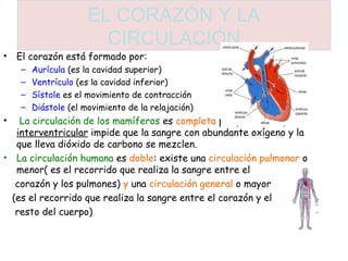 EL CORAZÓN Y LA 
CIRCULACIÓN 
• El corazón está formado por: 
– Aurícula (es la cavidad superior) 
– Ventrículo (es la cavidad inferior) 
– Sístole es el movimiento de contracción 
– Diástole (el movimiento de la relajación) 
• La circulación de los mamíferos es completa porque el tabique 
interventricular impide que la sangre con abundante oxígeno y la 
que lleva dióxido de carbono se mezclen. 
• La circulación humana es doble: existe una circulación pulmonar o 
menor( es el recorrido que realiza la sangre entre el 
corazón y los pulmones) y una circulación general o mayor 
(es el recorrido que realiza la sangre entre el corazón y el 
resto del cuerpo) 
 