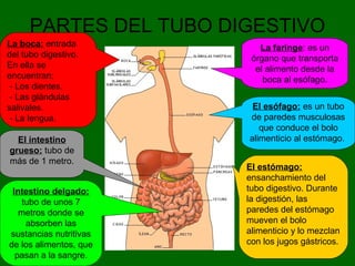 PARTES DEL TUBO DIGESTIVO
La boca: entrada
del tubo digestivo.
En ella se
encuentran;
- Los dientes.
- Las glándulas
salivales.
- La lengua.
La faringe: es un
órgano que transporta
el alimento desde la
boca al esófago.
El esófago: es un tubo
de paredes musculosas
que conduce el bolo
alimenticio al estómago.
El estómago:
ensanchamiento del
tubo digestivo. Durante
la digestión, las
paredes del estómago
mueven el bolo
alimenticio y lo mezclan
con los jugos gástricos.
El intestino
grueso: tubo de
más de 1 metro.
Intestino delgado:
tubo de unos 7
metros donde se
absorben las
sustancias nutritivas
de los alimentos, que
pasan a la sangre.
 