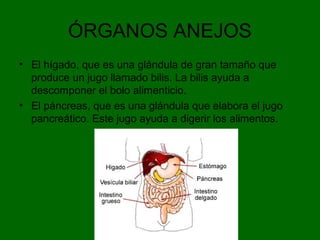 ÓRGANOS ANEJOS
• El hígado, que es una glándula de gran tamaño que
produce un jugo llamado bilis. La bilis ayuda a
descomponer el bolo alimenticio.
• El páncreas, que es una glándula que elabora el jugo
pancreático. Este jugo ayuda a digerir los alimentos.
 