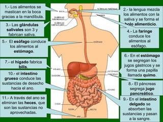 1.- Los alimentos se
mastican en la boca
gracias a la mandíbula.
2.- la lengua mezcla
los alimentos con la
saliva y se forma el
bolo alimenticio.3.- Las glándulas
salivales son 3 y
fabrican saliva.
4.- La faringe
conduce los
alimentos al
esófago.
5.- El esófago conduce
los alimentos al
estómago.
6.- En el estómago
se segregan los
jugos gástricos y se
forma una papilla
llamada quimo.
7.- el hígado fabrica
bilis.
8.- El páncreas
segrega jugo
pancreático.
9.- En el intestino
delgado se
absorben las
sustancias y pasan
a la sangre.
10.- el intestino
grueso conduce las
sustancias de desecho
hacia el ano.
11.- A través del ano se
eliminan las heces, que
son las sustancias no
aprovechadas.
 