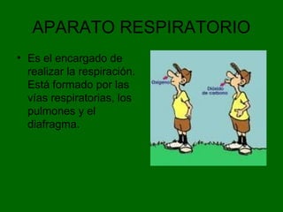 APARATO RESPIRATORIO
• Es el encargado de
realizar la respiración.
Está formado por las
vías respiratorias, los
pulmones y el
diafragma.
 