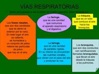 VÍAS RESPIRATORIAS
• Sirven para conducir el aire al interior de nuestro organismo. Están formadas por:
Las fosas nasales,
que son dos cavidades
que se abren al
exterior por la nariz.
En este lugar el aire
se caliente,
se humedece y
un conjunto de pelos
retiene las partículas
de polvo
que hay en el aire.
La faringe,
que es una cavidad
que comunica
el aparato respiratorio
y el digestivo.
La laringe,
que es una cavidad
de paredes rígidas.
En su interior se encuentran
las cuerdas vocales,
que vibran con el paso del aire
y producen la voz.
La tráquea,
que es un tubo
que conduce el aire
hacia los
bronquios.
Los bronquios,
que son dos conductos
con ramificaciones
llamadas bronquiolos,
que llevan el aire
desde la tráquea
a los pulmones.
 