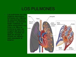 LOS PULMONES
• Los pulmones son dos
órganos esponjosos
formados por millones
de saquitos llamados
alvéolos. Los alvéolos
están rodeados de
vasos sanguíneos muy
finos y en ellos se
produce el paso del
oxígeno del aire a la
sangre. También en
ellos se recoge el
dióxido de carbono
para expulsarlo al
exterior.
 