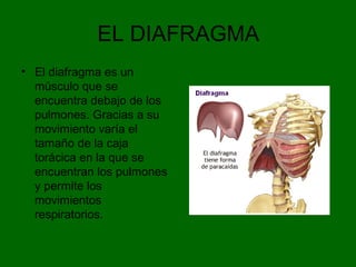 EL DIAFRAGMA
• El diafragma es un
músculo que se
encuentra debajo de los
pulmones. Gracias a su
movimiento varía el
tamaño de la caja
torácica en la que se
encuentran los pulmones
y permite los
movimientos
respiratorios.
 