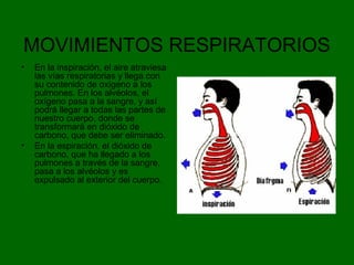 MOVIMIENTOS RESPIRATORIOS
• En la inspiración, el aire atraviesa
las vías respiratorias y llega con
su contenido de oxígeno a los
pulmones. En los alvéolos, el
oxígeno pasa a la sangre, y así
podrá llegar a todas las partes de
nuestro cuerpo, donde se
transformará en dióxido de
carbono, que debe ser eliminado.
• En la espiración, el dióxido de
carbono, que ha llegado a los
pulmones a través de la sangre,
pasa a los alvéolos y es
expulsado al exterior del cuerpo.
 