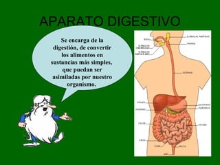 APARATO DIGESTIVO
Se encarga de la
digestión, de convertir
los alimentos en
sustancias más simples,
que puedan ser
asimiladas por nuestro
organismo.
 