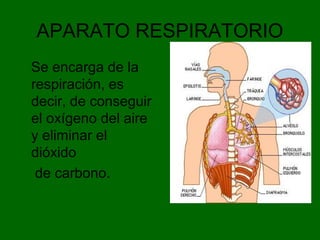 APARATO RESPIRATORIO
Se encarga de la
respiración, es
decir, de conseguir
el oxígeno del aire
y eliminar el
dióxido
de carbono.
 