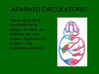 APARATO CIRCULATORIO
Se encarga de la
circulación de la
sangre, es decir, de
distribuir por todo
nuestro organismo el
oxígeno y las
sustancias nutritivas.
 