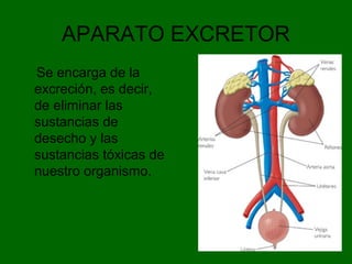 APARATO EXCRETOR
Se encarga de la
excreción, es decir,
de eliminar las
sustancias de
desecho y las
sustancias tóxicas de
nuestro organismo.
 