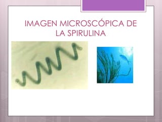 IMAGEN MICROSCÓPICA DE
      LA SPIRULINA
 