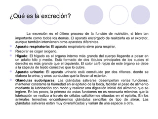 ¿Qué es la excreción?

            La excreción es el último proceso de la función de nutrición, si bien tan
    importante como todos los demás. El aparato encargado de realizarla es el excretor,
    aunque también intervienen otros aparatos diferentes.
   Aparato respiratorio: El aparato respiratorio sirve para respirar.
   Respirar es coger oxigeno.
   Hígado: El hígado es el órgano interno más grande del cuerpo llegando a pesar en
    un adulto kilo y medio. Está formado de dos lóbulos principales de los cuales el
    derecho es más grande que el izquierdo. El color café rojizo de este órgano se debe
    a la cápsula de tejido conectivo que lo cubre.
   Aparato urinario: El aparato urinario está constituido por dos riñones, donde se
    elabora la orina, y unos conductos que la llevan al exterior.
   Glándulas sudoríparas: Las glándulas salivares desempeñan varias funciones:
    mantener constante la humedad en el epitelio de la boca, facilitar el paso de alimento
    mediante la lubricación con moco y realizar una digestión inicial del alimento que se
    ingiere. En los peces, la primera de estas funciones no es necesaria mientras que la
    lubricación se realiza a través de células caliciformes situadas en el epitelio. En los
    animales terrestres encontraremos glándulas sencillas de tipo de atinar. Las
    glándulas salivares están muy diversificadas y varían de una especie a otra.
 