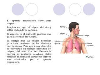 El aparato    respiratorio   sirve   para
respirar.
Respirar es coger el oxigeno del aire y
soltar el dióxido de carbono.
El oxigeno es el nutriente gaseoso vital
para las células del cuerpo.
La energía que las células necesitan
para vivir provienen de los alimentos
que tomamos. Para que estos alimentos
se conviertan en energía necesitan del
oxigeno del aire. Una vez liberada la
energía se producen residuos. Estos
residuos en forma de dióxido de carbono
son    eliminados   por    el   aparato
respiratorio.
 
